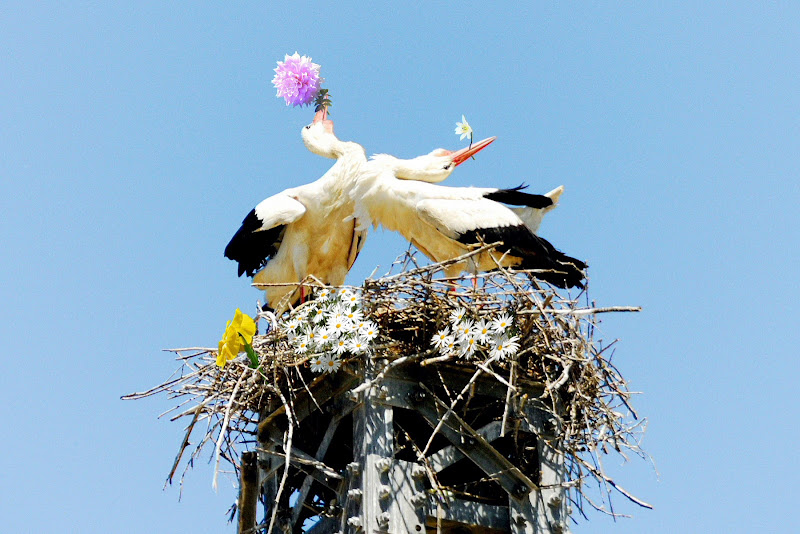 La ballata di primavera di giacominet