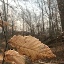 American beech