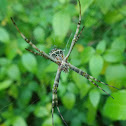 Argiope