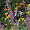 Zebra Swallowtail Butterfly