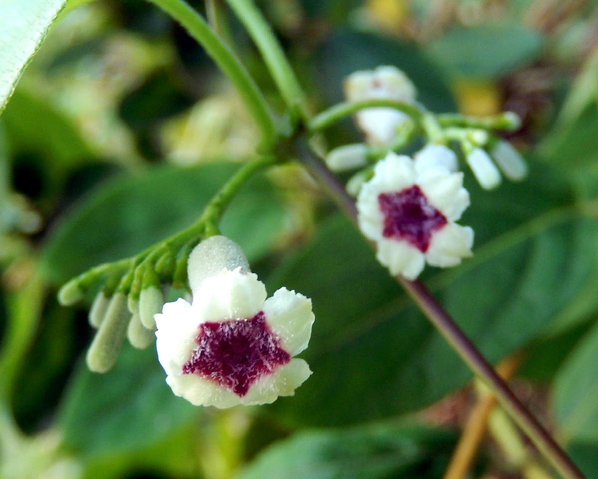 Skunk Vine