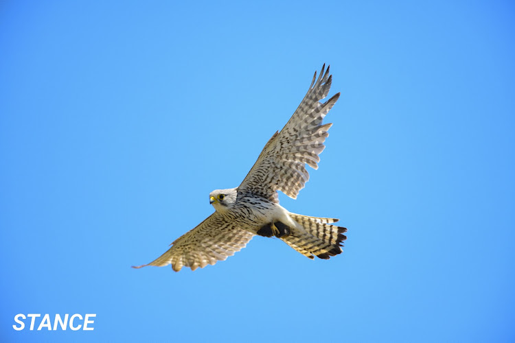 エブリイバンのちょい上げエブリイ・シティオフローダー・野鳥撮影・ゴーヨンの世界・坐骨神経痛はツラいに関するカスタム事例の投稿画像6枚目