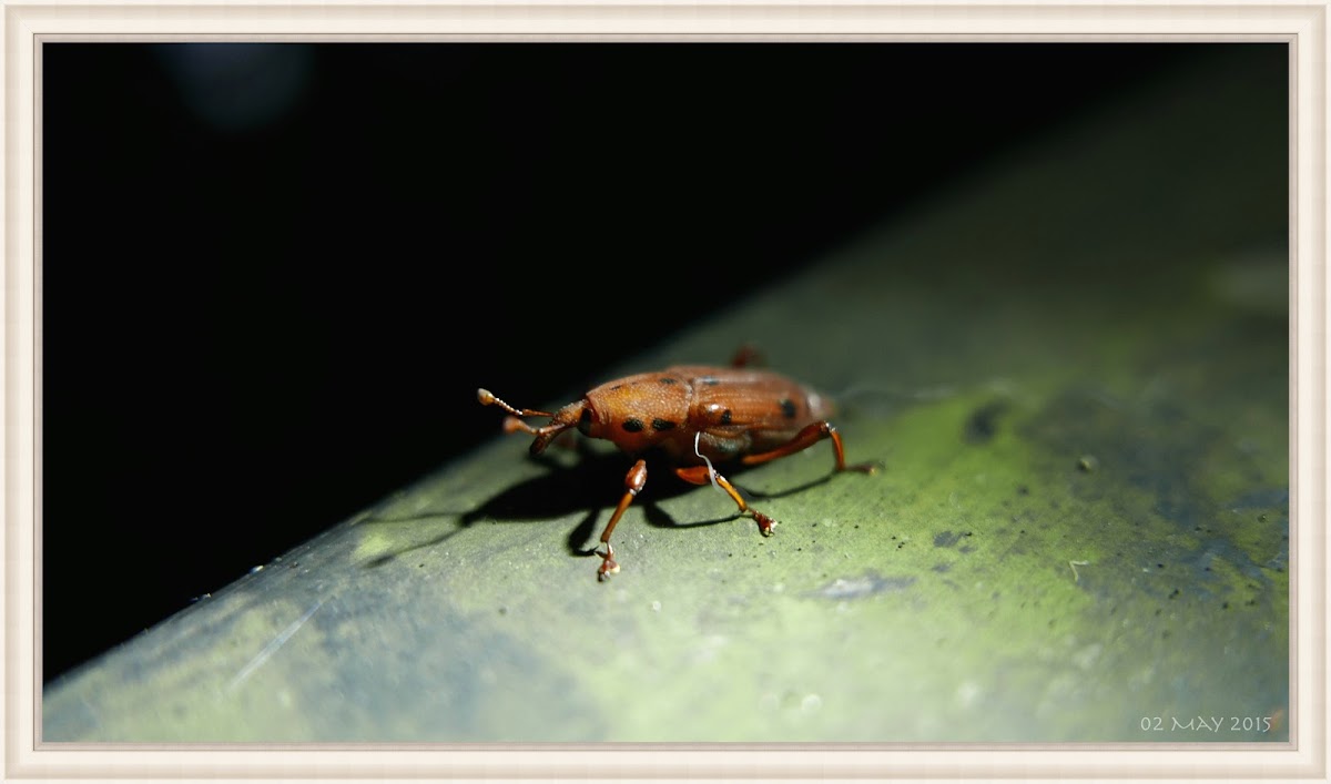 Bamboo Weevil 直錐象