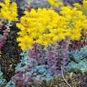 Pacific stonecrop