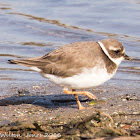 Ringed Plover