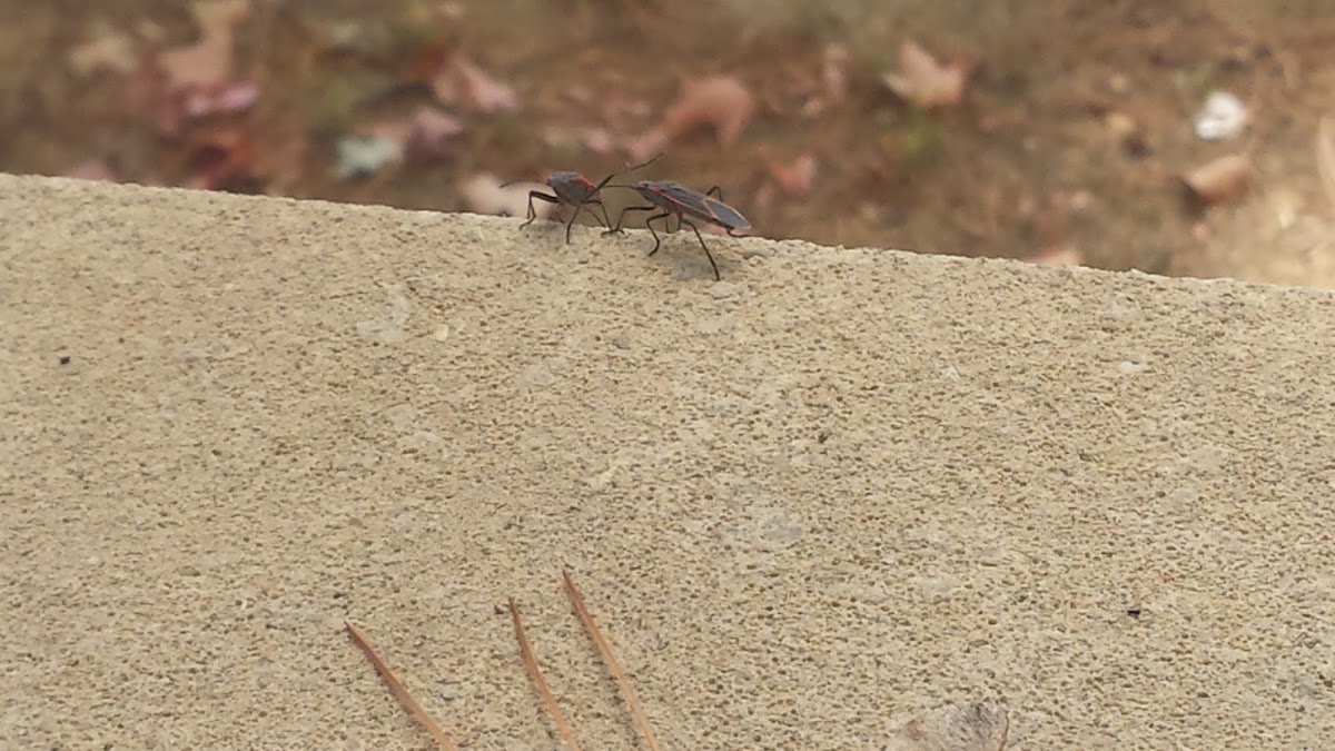 Boxelder Bug