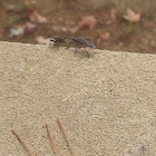 Boxelder Bug