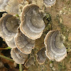 Many-zoned Polypore