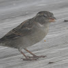 House Sparrow