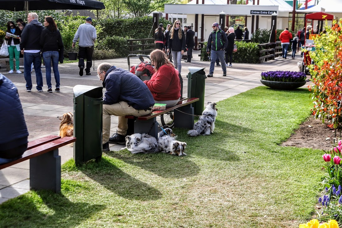 Парк Keukenhof, Ouddorp и Rotterdam "на закуску" - апрель 2017