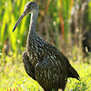 Limpkin