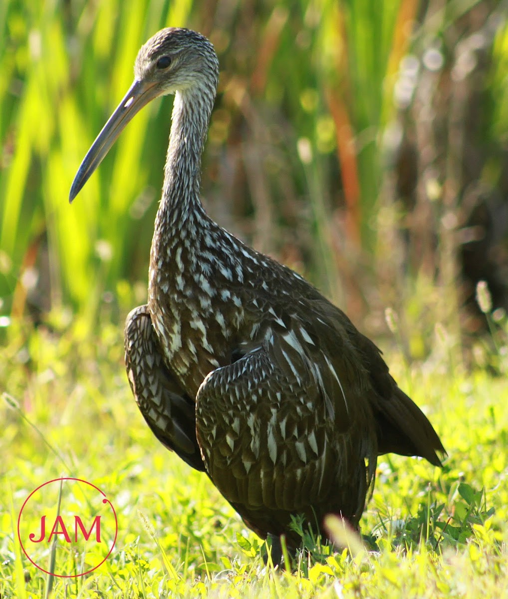 Limpkin