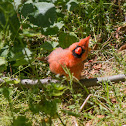 Northern Cardinal