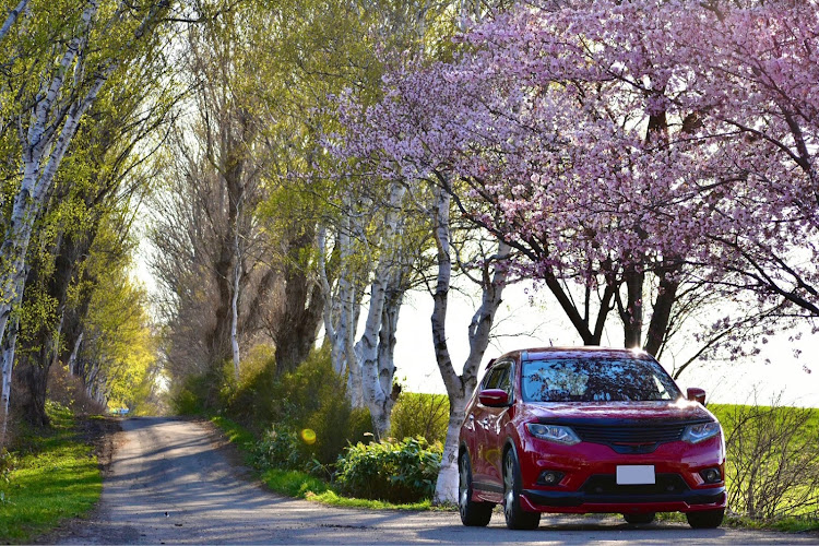 エクストレイルの車女子・エクストレイル女子・SUV女子・車好きな人と繋がりたい・サクラと愛車に関するカスタム事例の投稿画像1枚目