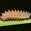 Flea Beetle Larva