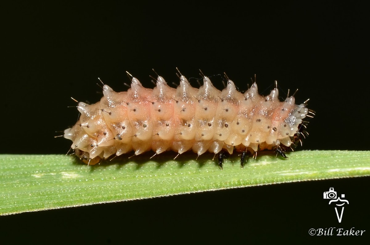 Flea Beetle Larva