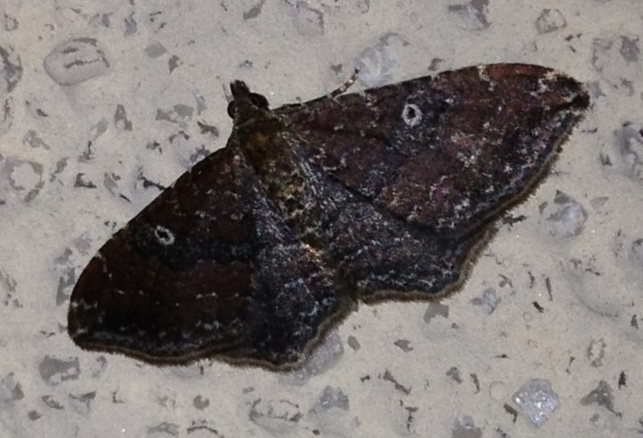 The Gem Moth female