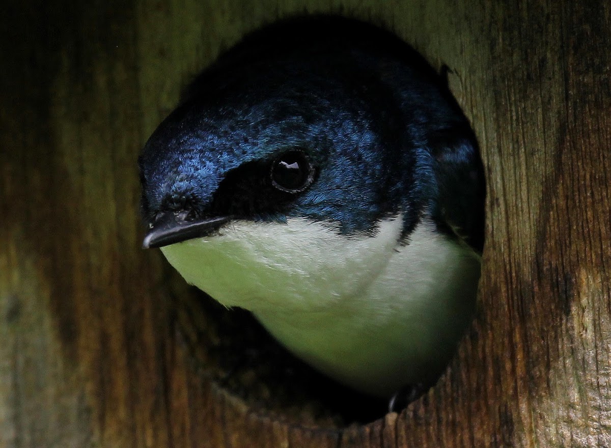 Tree Swallow