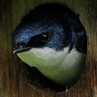 Tree Swallow