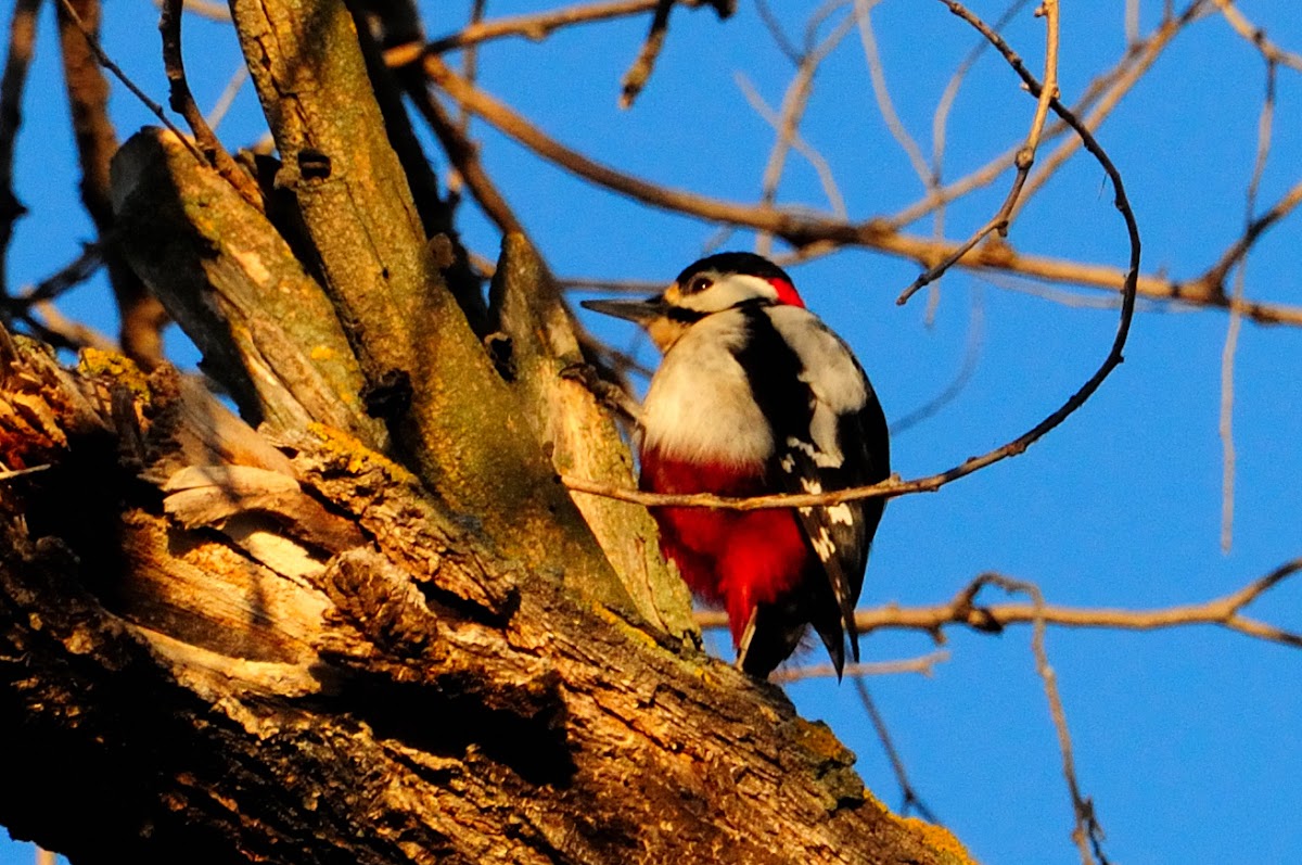 Great Spotted Woodpecker; Pico Picapinos