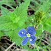 Germander Speedwell