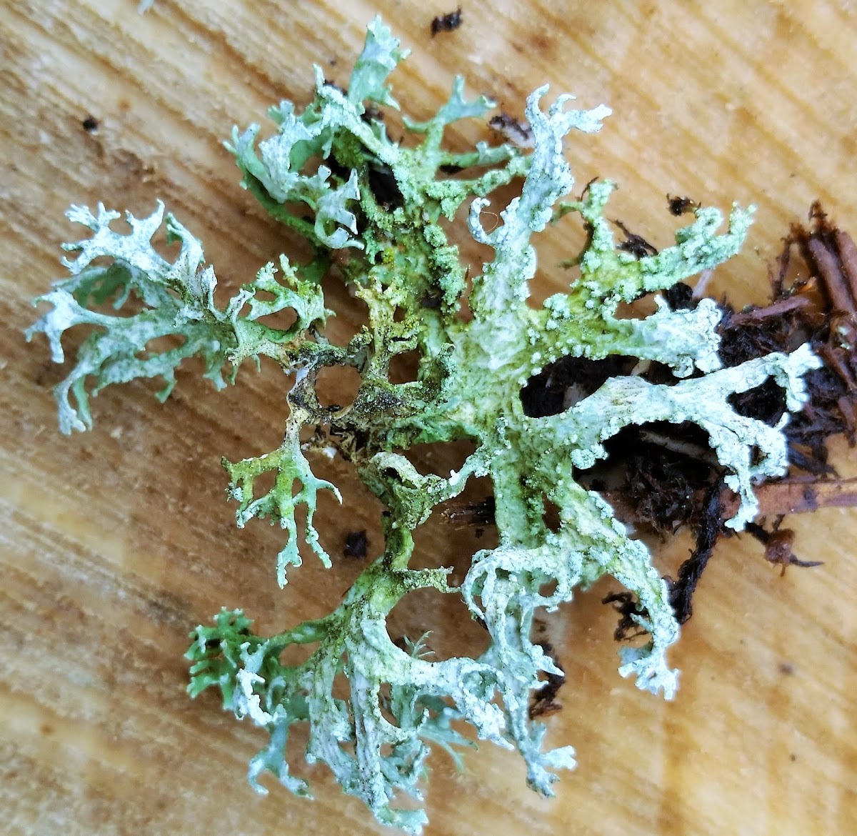 Chalky ramalina