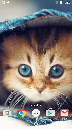 免費下載個人化APP|可愛的小貓 動態壁紙 app開箱文|APP開箱王