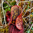 Purple Pitcher Plant