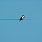 Belted kingfisher