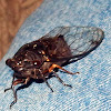 Black Prince Cicada