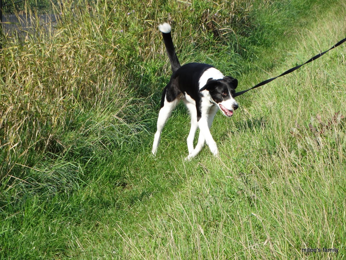  - Neva, jeune border collie ADOPTÉE   - Page 2 GCO5J2H6sgsPL2mfwDSz8j5q8ZVUL_g_QqanKdPYRW8i076QOF95e5NFwBF-I-bU0UozpaEPjJGNspUbeX3rypxndlk_WUhzXULZp1e-WiuTKogdRYGgRBedy9qnoE9504e74DDs95SgwITrQJl-PBhnJwcNX6SWj7TNI2NWgXVhfI2taMgEm-_PYGtRBgA2154tMTLLFUaiwljGhJgTihdoQ_0KTuaaveTZyb1oW60nh5pIUkLnJntp3SKzeyOzUI9z_7_EXdez3wNl-xhXoQJHaTKEtEnW2V_7IbNO8Rvpkz6MhjYQjcKZ1B6kD480iP3FIMVMJCYqbvFl2ubLWhZ02N67HuXy7NW_U7d6AkqJP_wS-KEmO7uHrTecXS3eSQ7-7-oUjeoky0bReQrFyKtpO7EH7YbNYmKk8X-ry1yMLCy7rvcBqa01dkSpQ7faNvv6UmEm7kMc_Ar1sN4aKk6Nm4fajldSbAY3cH9m9Ytk0MS788uJkJCbuvHN5PXPdpZQ1mLmBkQqAWAf5ufpg-vVcM5Pw23xQQ6djKEvfUK6vUWBY3TqXIBEU-P0Dhm1IpekZafa-mCPBptXYmu7qO7NKqgcY6v4H8PhHH92WLA=w1190-h892-no?pageId=102314735241138359955