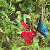 Pipevine Swallowtail