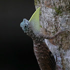 Common Gliding Lizard