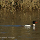 Red-breasted Merganser