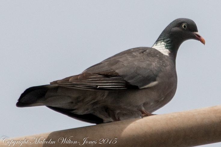 Woodpigeon; Paloma Torcaz