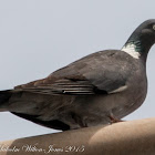 Woodpigeon; Paloma Torcaz