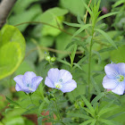 Flor de linho