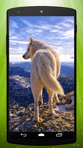 White Wolf Live Wallpaper