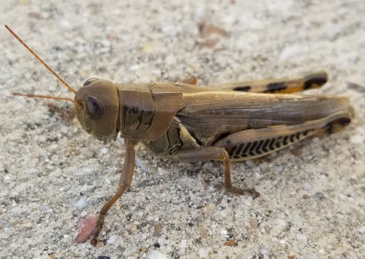 Differential grasshopper