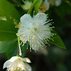 Common myrtle (Μυρτιά)