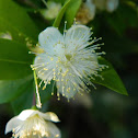 Common myrtle (Μυρτιά)