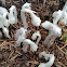 Indian pipe