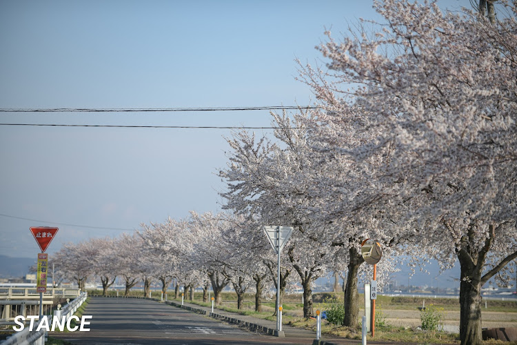 フィットの桜の開花状況・Nikon D850・NIKKOR200-500f5.6・NIKKOR70-200f2.8・望遠レンズの世界に関するカスタム事例の投稿画像6枚目