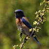 Western bluebird (male)