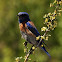 Western bluebird (male)