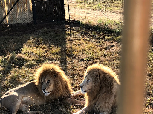 New & Improved Lions Park South Africa 2018