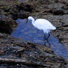 Little Egret; Garceta Común