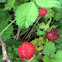 Mock (Indian) Strawberry