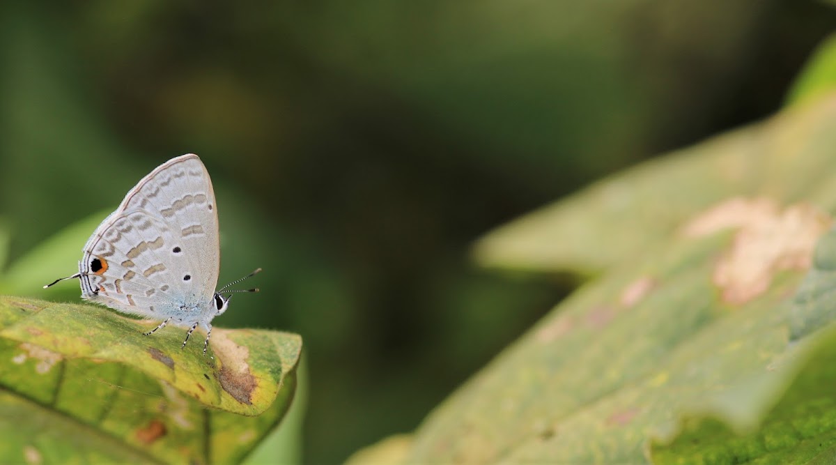 Silver Forget Me Not