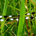 Twelve-spotted Skimmer